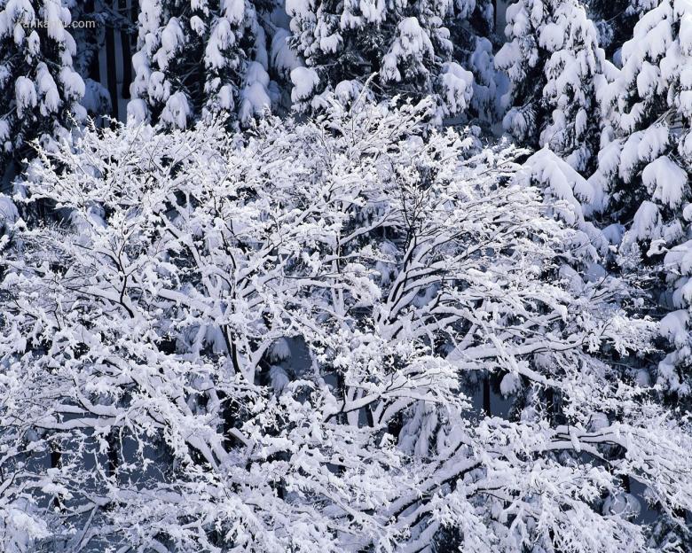 1280×1024雪景壁纸