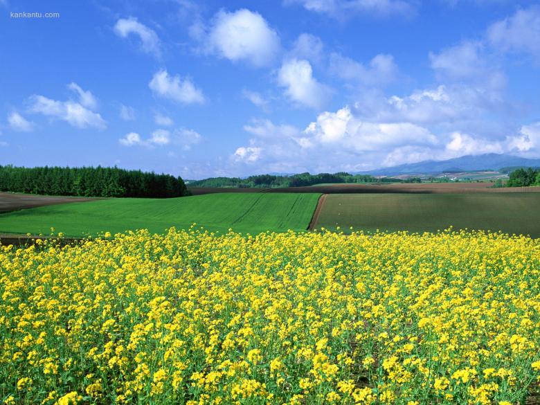 油菜花写真