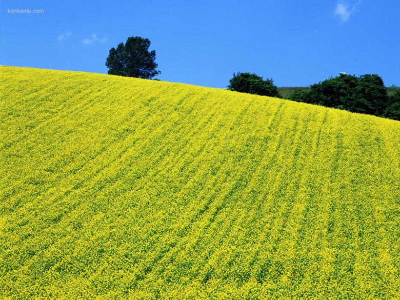 油菜花写真