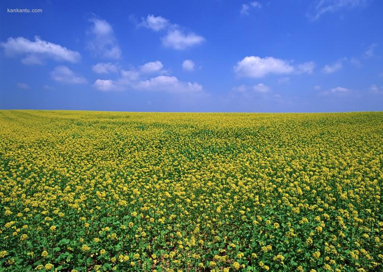 油菜花写真