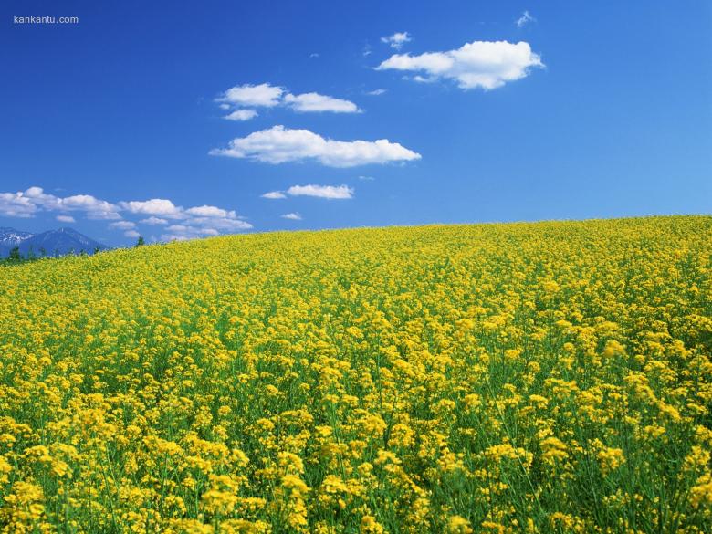 油菜花写真