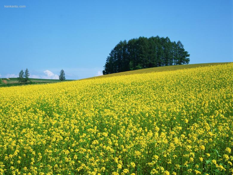 油菜花写真