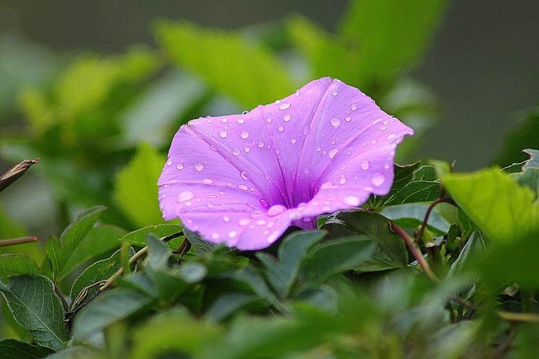 各种漂亮的花