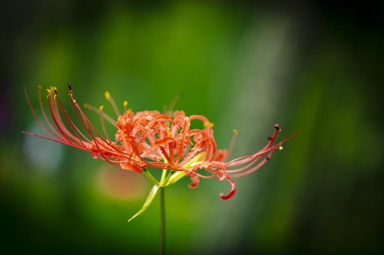 蟑螂花