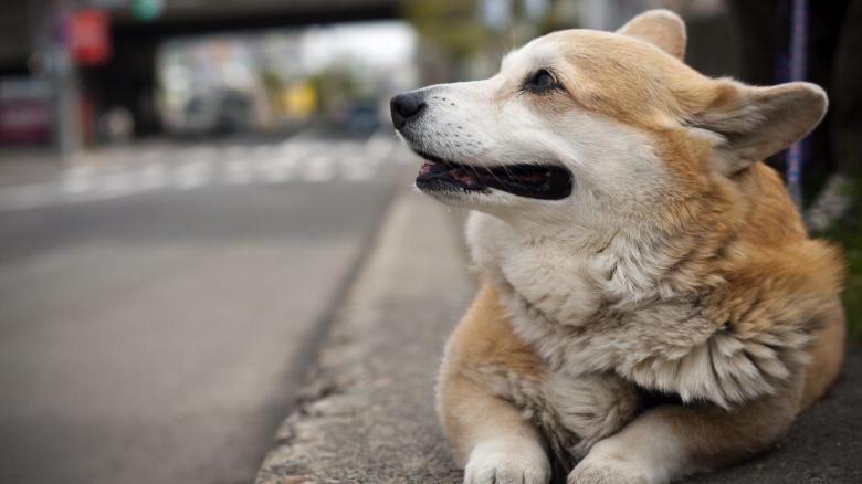 柯基犬