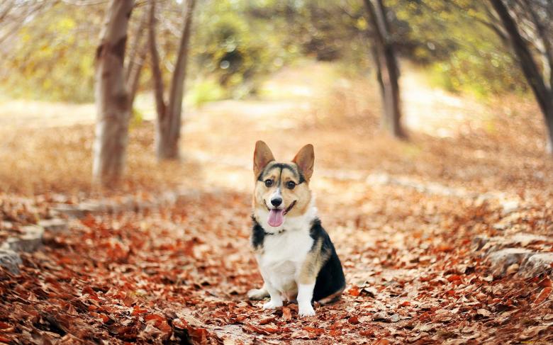 柯基犬