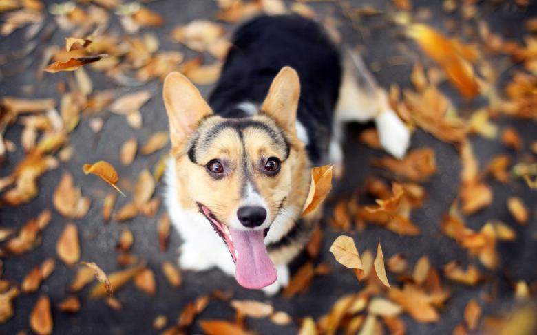 柯基犬