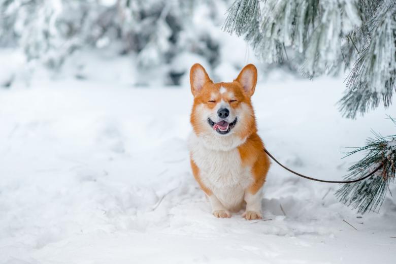 柯基犬