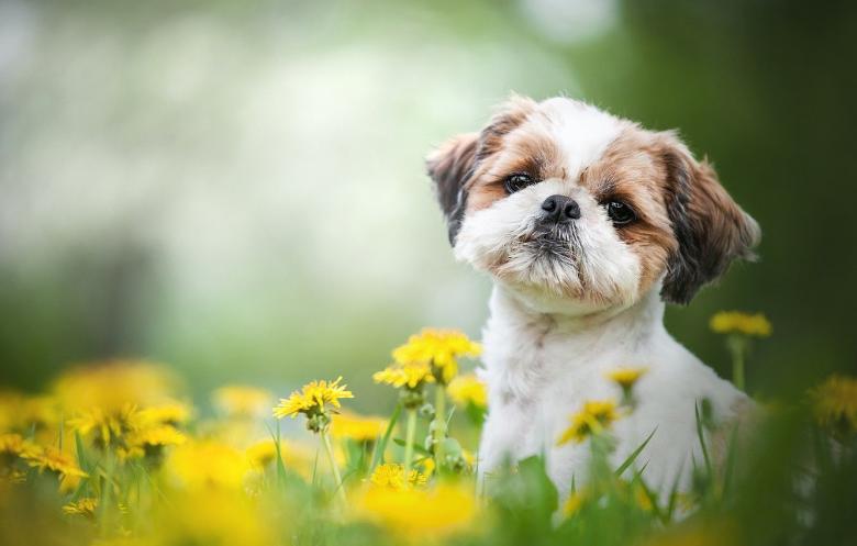 西施犬