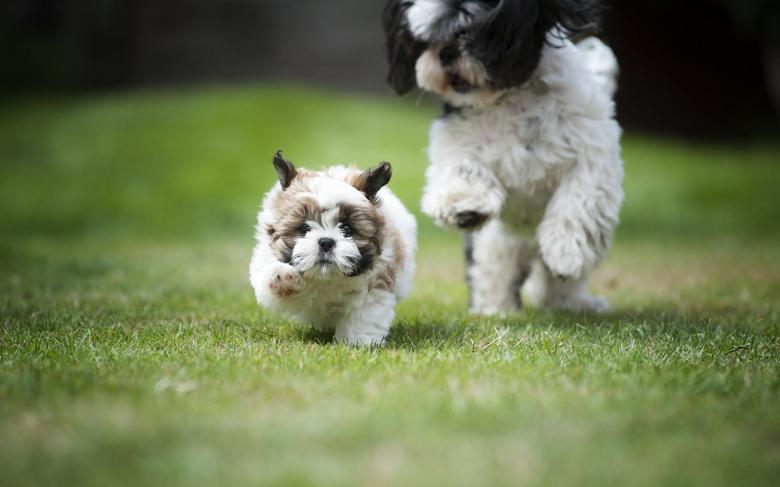 西施犬